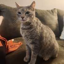 Thumbnail photo of Priss #2