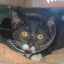 Thumbnail photo of Anna III #1