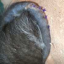 Thumbnail photo of Anna III #2