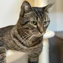 Thumbnail photo of Louie - MS #3