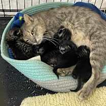 Thumbnail photo of Maize #3