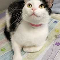 Thumbnail photo of Petulla #3
