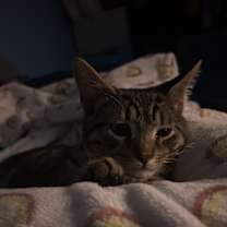 Thumbnail photo of Coco #3