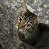 Thumbnail photo of Risu #1