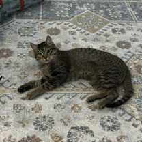 Thumbnail photo of Risu #2