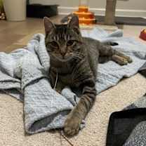 Thumbnail photo of Risu #3