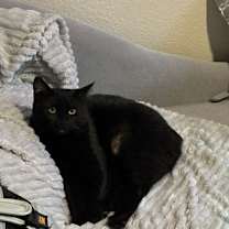 Thumbnail photo of Honey #1