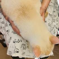 Thumbnail photo of Oda #3
