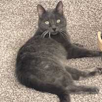 Thumbnail photo of MOCHA #1