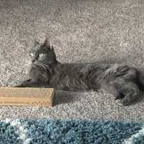 Thumbnail photo of MOCHA #3