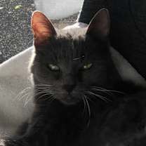 Thumbnail photo of MOCHA #4