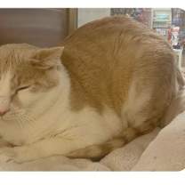 Thumbnail photo of Jasper 'Morrison' #2