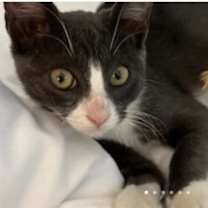 Thumbnail photo of Dusty #1