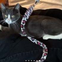 Thumbnail photo of Dusty #2