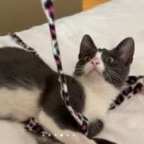 Thumbnail photo of Dusty #3