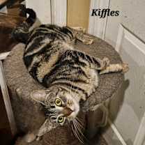 Thumbnail photo of Kiffles #2