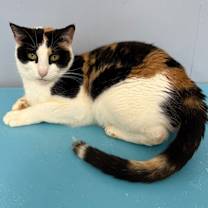 Thumbnail photo of Dixie #1