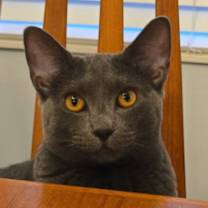 Thumbnail photo of Coco #2