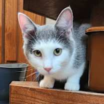 Thumbnail photo of Sam #1