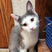 Thumbnail photo of Sam #4