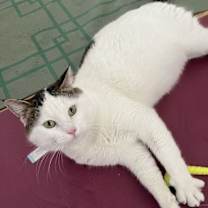 Thumbnail photo of Vito (Courtesy Post) #2