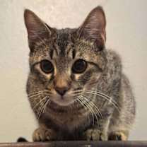 Thumbnail photo of pistachio #2