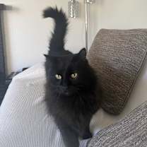 Thumbnail photo of Sophie #1