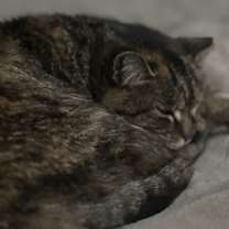 Thumbnail photo of Rosie #4