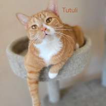 Thumbnail photo of TUTULI #2