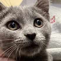 Thumbnail photo of Sage #1