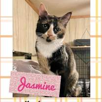 Thumbnail photo of Jasmine #1