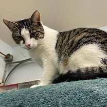Thumbnail photo of Poptart #2