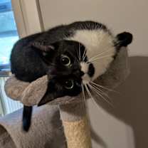 Thumbnail photo of Biscotti #1