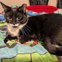 Thumbnail photo of Biscotti #2