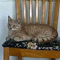 Thumbnail photo of Skibidi (& Bubbles) #3