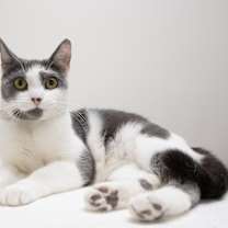 Thumbnail photo of Abby #1