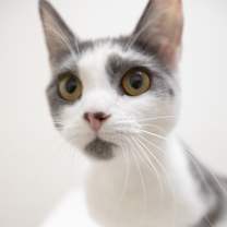 Thumbnail photo of Abby #2