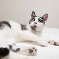 Thumbnail photo of Abby #3