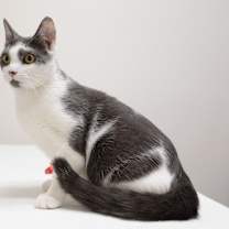 Thumbnail photo of Abby #4