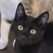 Thumbnail photo of Salem #1