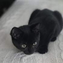 Thumbnail photo of Salem #3