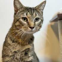 Thumbnail photo of Scotch - MS #1