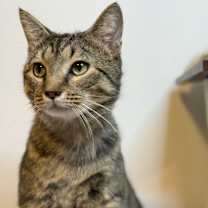 Thumbnail photo of Scotch - MS #2