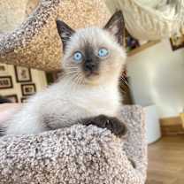 Thumbnail photo of Mozart #1