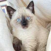 Thumbnail photo of Mozart #2