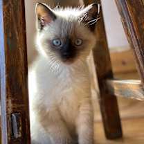 Thumbnail photo of Mozart #4