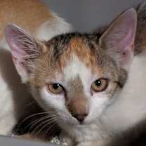 Thumbnail photo of Victoria #1