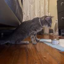 Thumbnail photo of Panchita #3