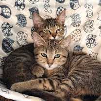 Thumbnail photo of KITTEN RIVER #3