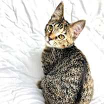 Thumbnail photo of KITTEN MADISON #1